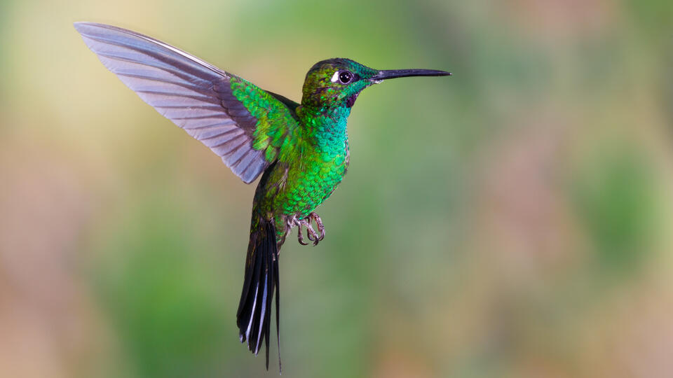 This “Weed” Will Turn Your Yard Into a Hummingbird Hotspot
