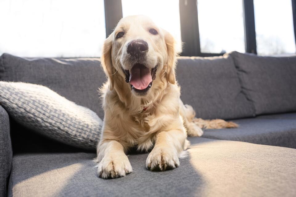 Golden Retriever Dinner Supervisor Vibes
