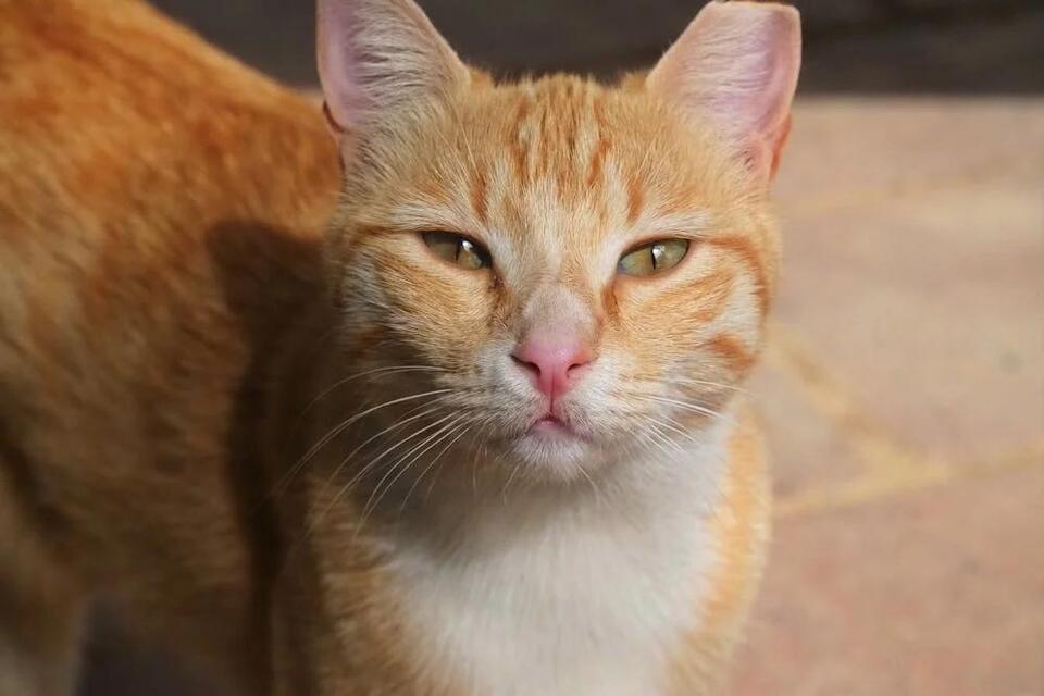 Pregnant Cat Rescued from Zipped Suitcase!