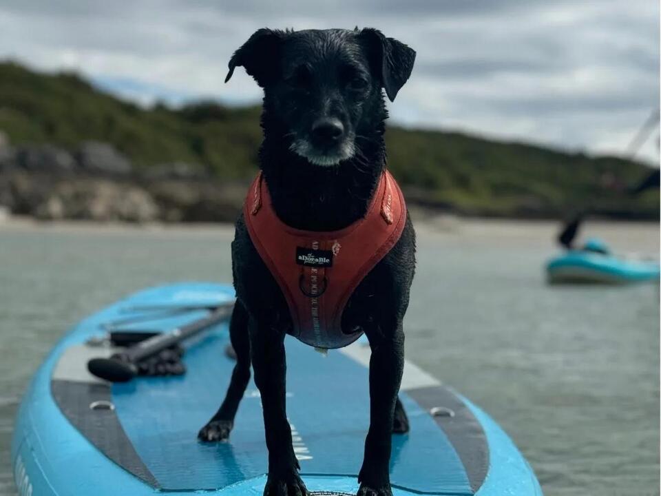 This Dog Mom Carried Her Paralyzed Pup for Months