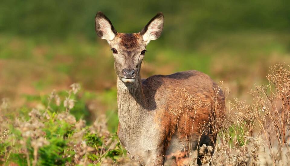 Stranger’s Wild Deer Rescue Will Melt You