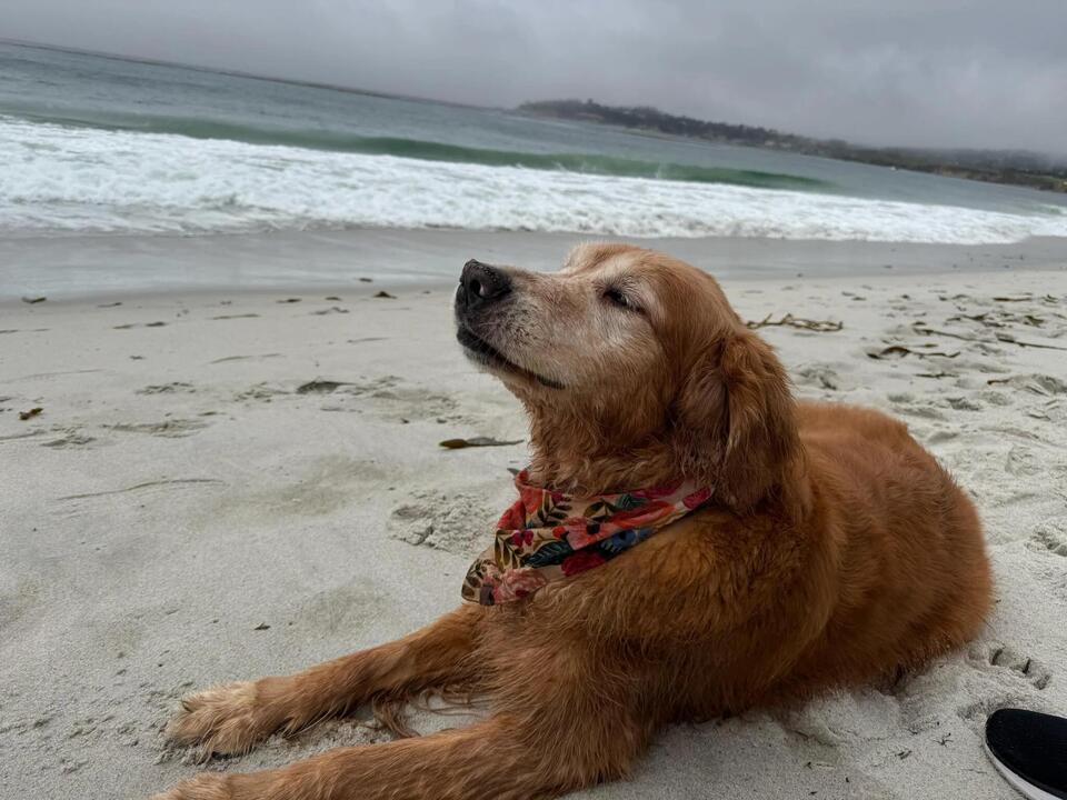 Golden Retriever Beats Terminal Cancer?!