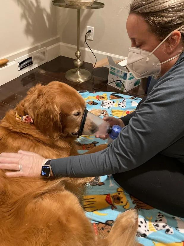 Golden Retriever Beats Terminal Cancer?!