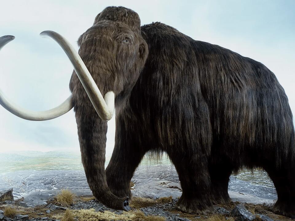 These extinct animals were WILD