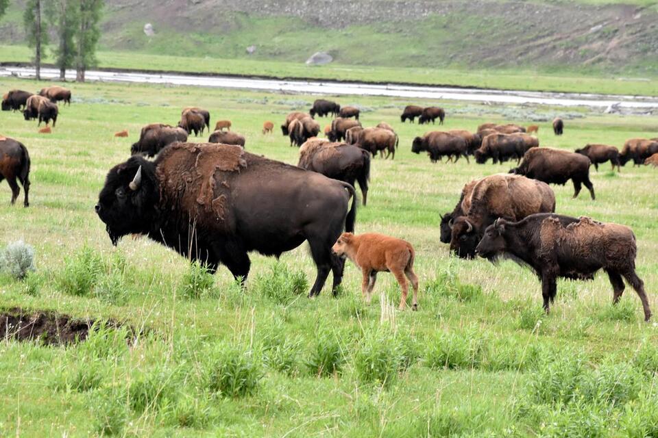 Yellowstone’s Bison Are Total Ecosystem MVPs