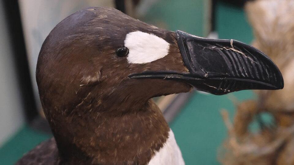 These extinct animals were WILD