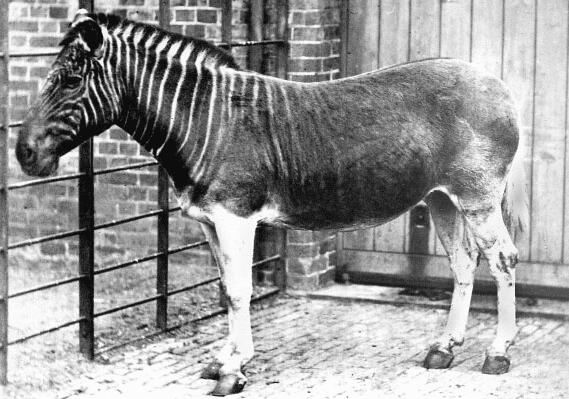These extinct animals were WILD