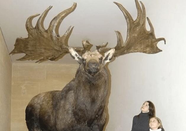 These extinct animals were WILD