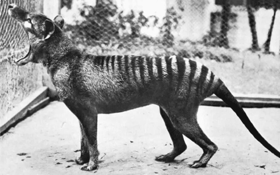 These extinct animals were WILD