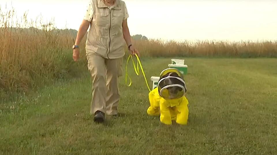 How a retired K-9 is saving Michigan’s bees