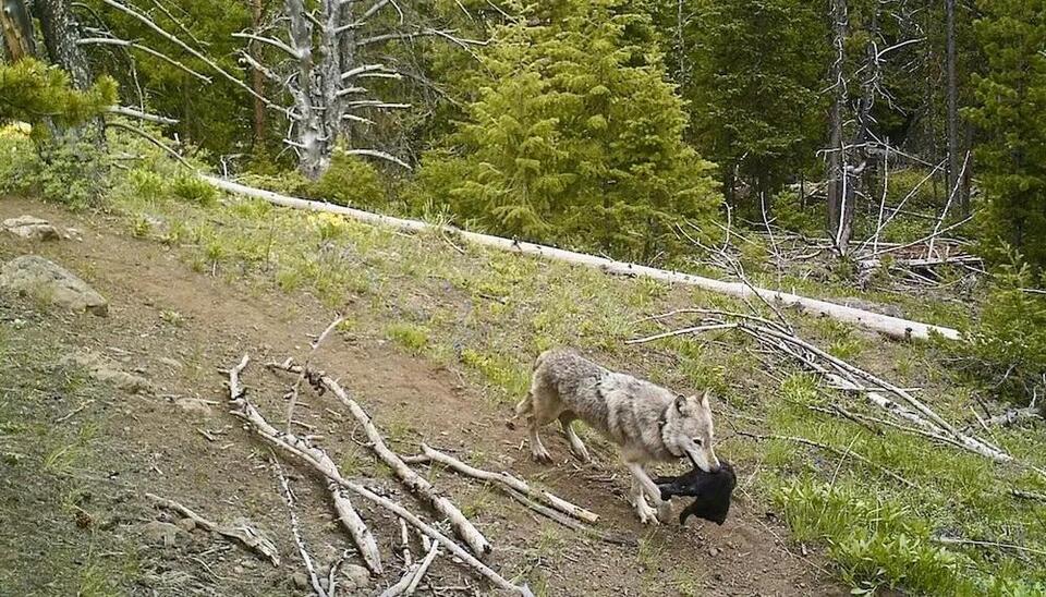 Yellowstone Wolves: Supermoms on the Move