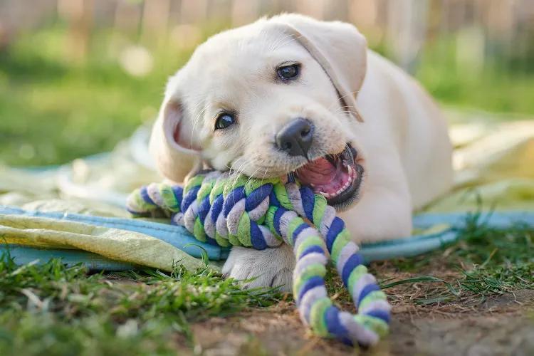 Family drama over a $5,000 puppy