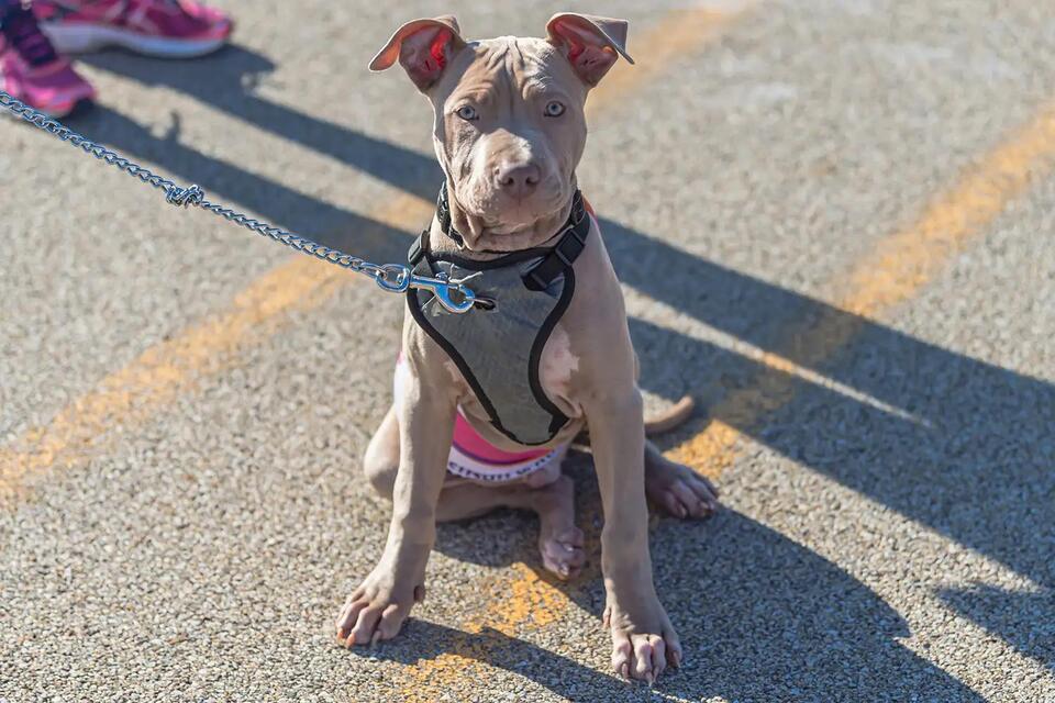 Family drama over a $5,000 puppy