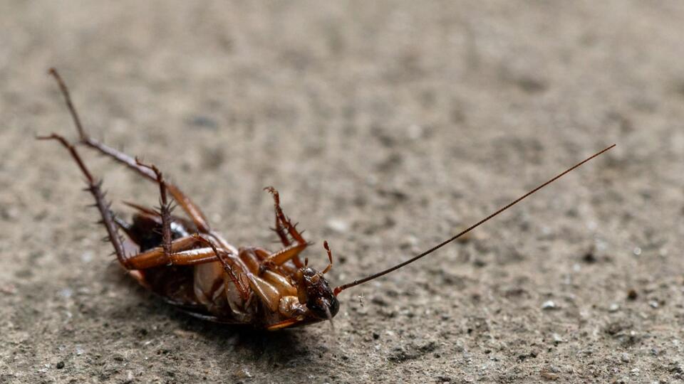Bristol mom’s fight: Roaches at the dinner table
