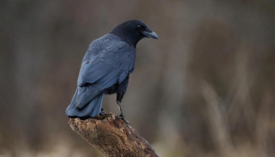 What really happened to the Columbus crow?