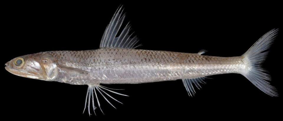 This Fish Has a Mouthful of Teeth—Literally