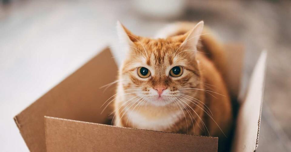 Quantum Cat Breaks Record—23 Minutes!