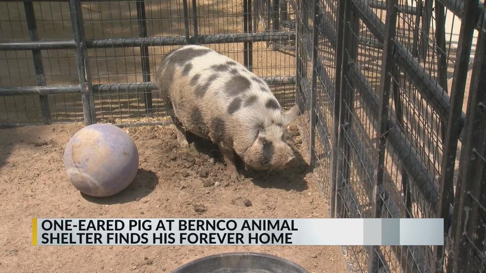 South Valley’s one-eared pig finds a loving home