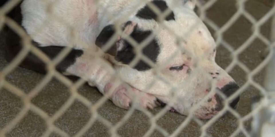 Charlotte animal shelter needs your help
