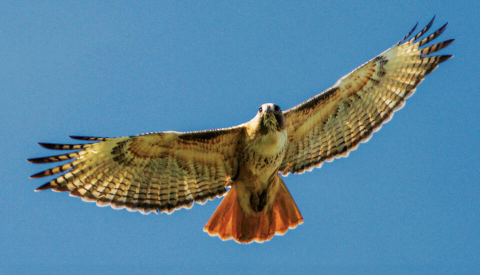 Denver’s skies are full of raptors this summer
