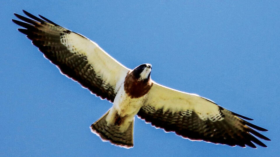 Denver’s skies are full of raptors this summer