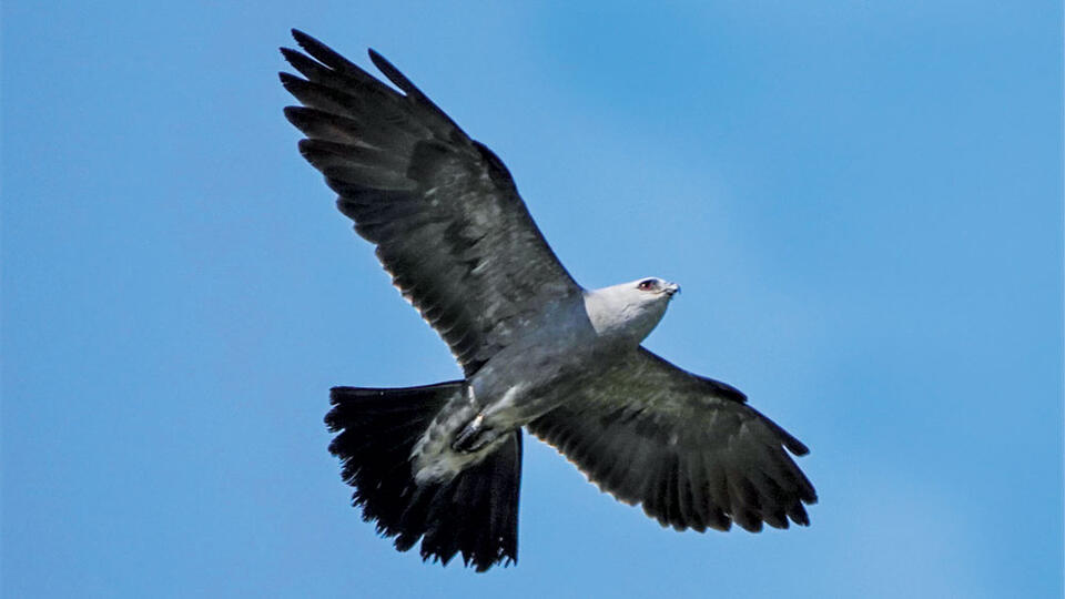 Denver’s skies are full of raptors this summer