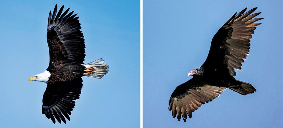 Denver’s skies are full of raptors this summer