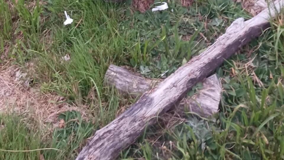 Yard invaded by 'tree of hell'? Here’s what helps