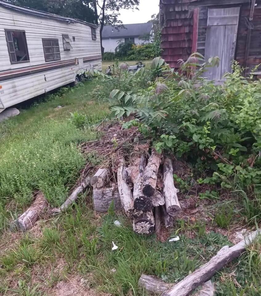 Yard invaded by 'tree of hell'? Here’s what helps