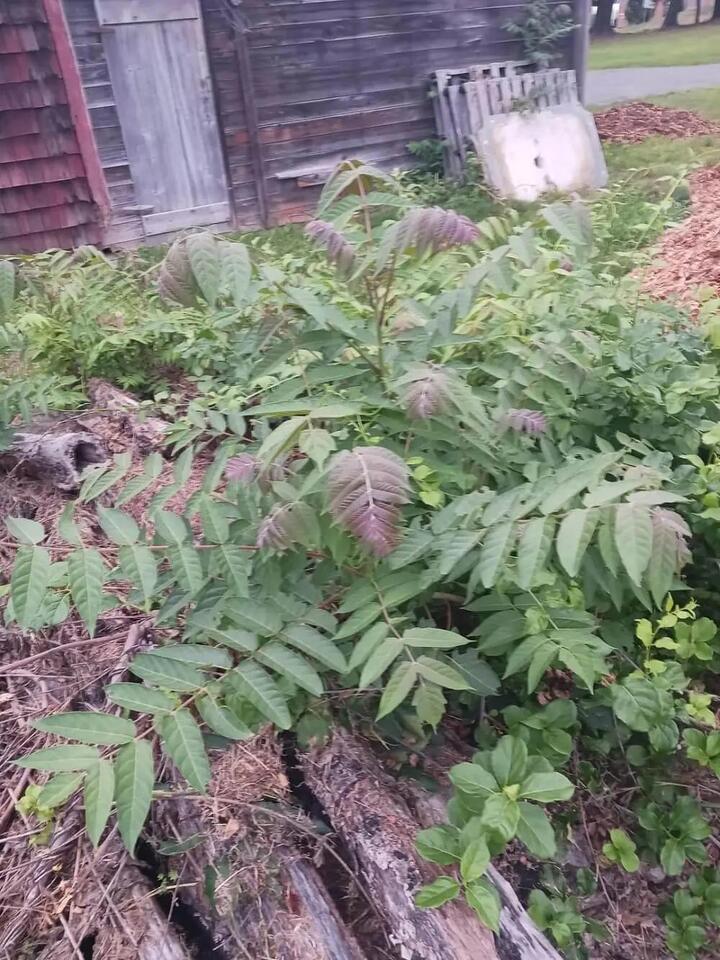 Yard invaded by 'tree of hell'? Here’s what helps
