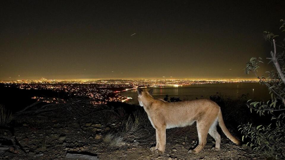 City Life Is Messing With Wild Animals