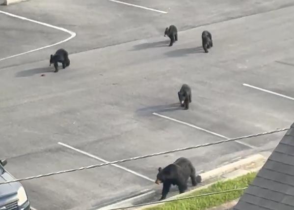Bear family strolls under Gatlinburg chair lift