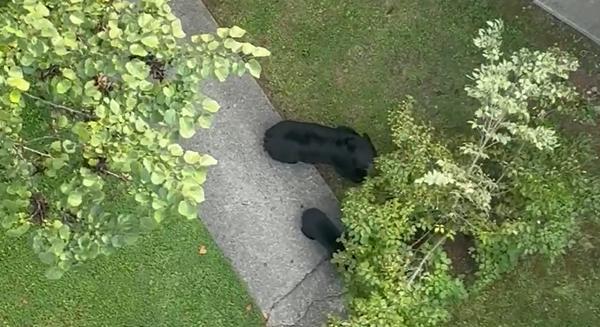 Bear family strolls under Gatlinburg chair lift