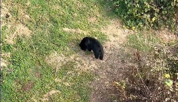 Bear family strolls under Gatlinburg chair lift