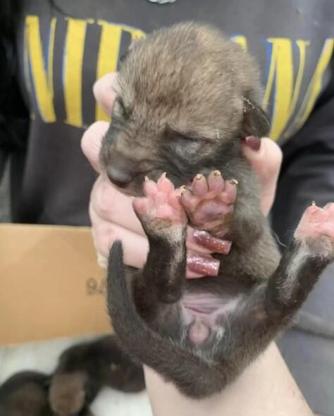 Oregon rescue turns wild: “Puppies” were coyotes!