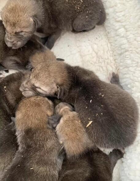 Oregon rescue turns wild: “Puppies” were coyotes!