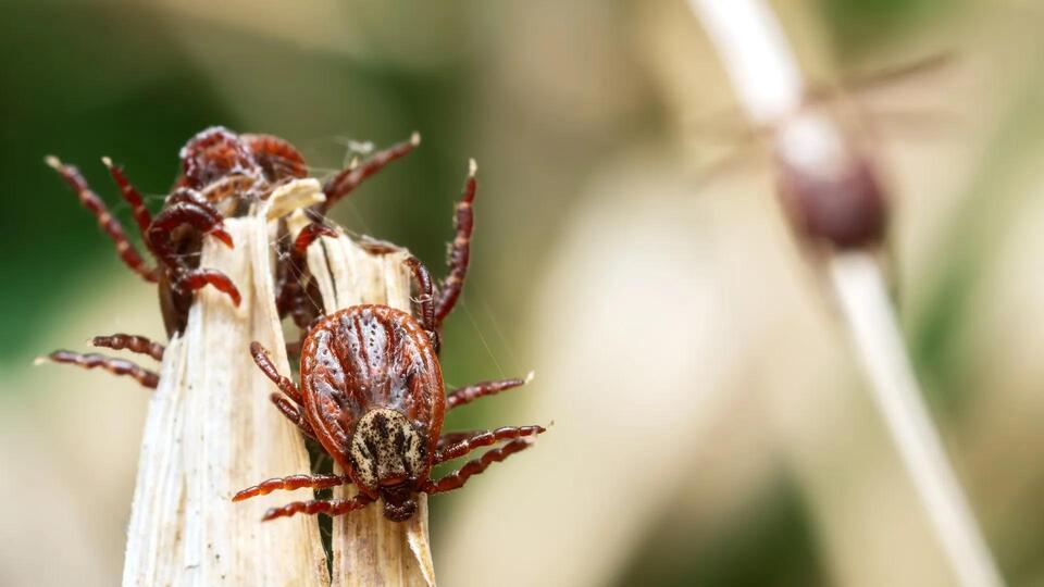 Invasive Ticks Are Sneaking Into the US?!