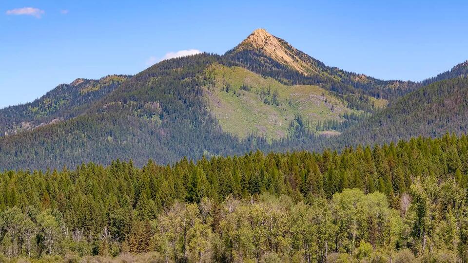 Ancient Pines in Peril—Nature’s SOS