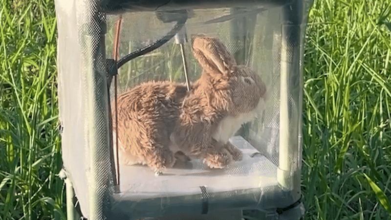 Florida’s robot rabbits vs. giant pythons