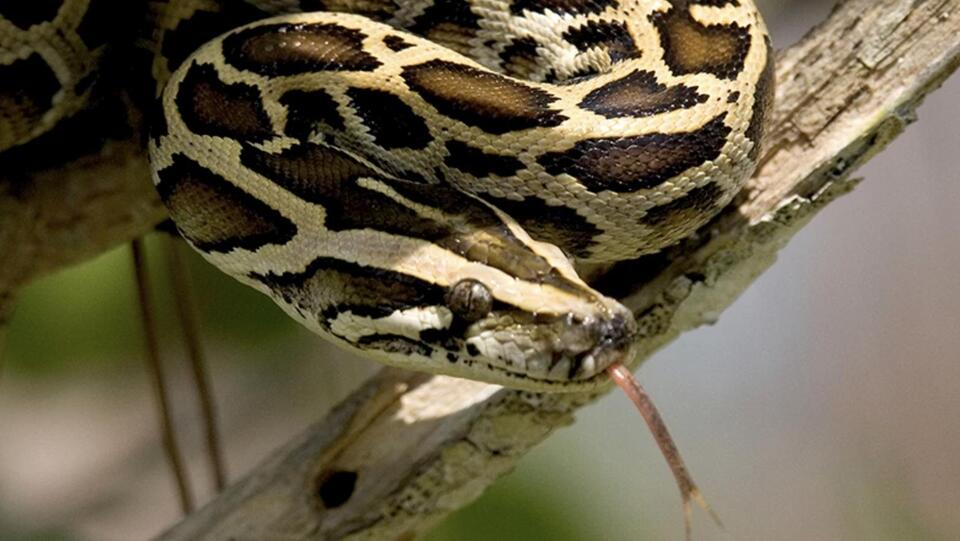 Florida’s robot rabbits vs. giant pythons