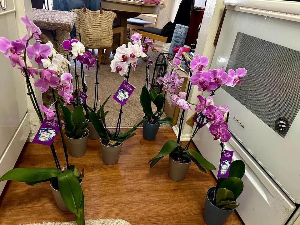 Home Depot orchids rescued from the trash