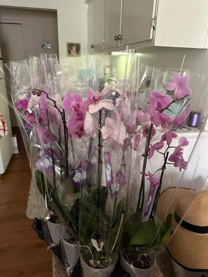 Home Depot orchids rescued from the trash