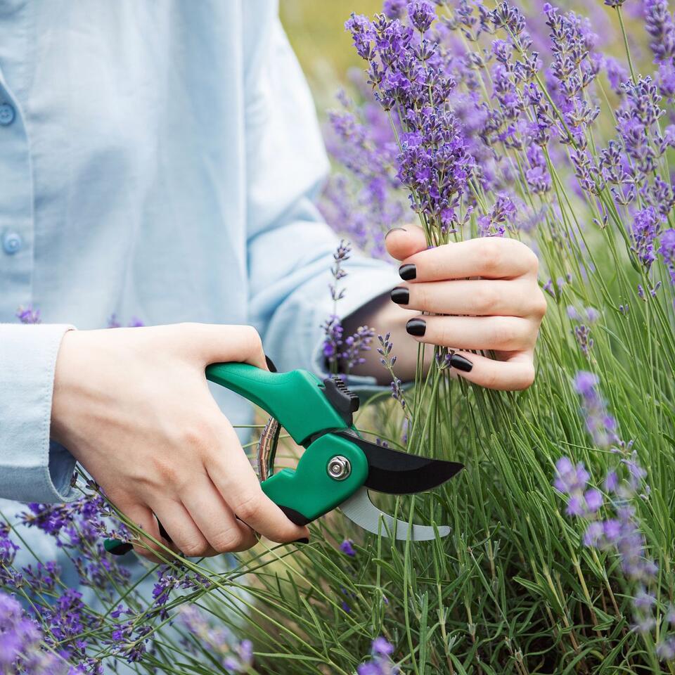 Don’t skip September pruning—your garden will thank you!