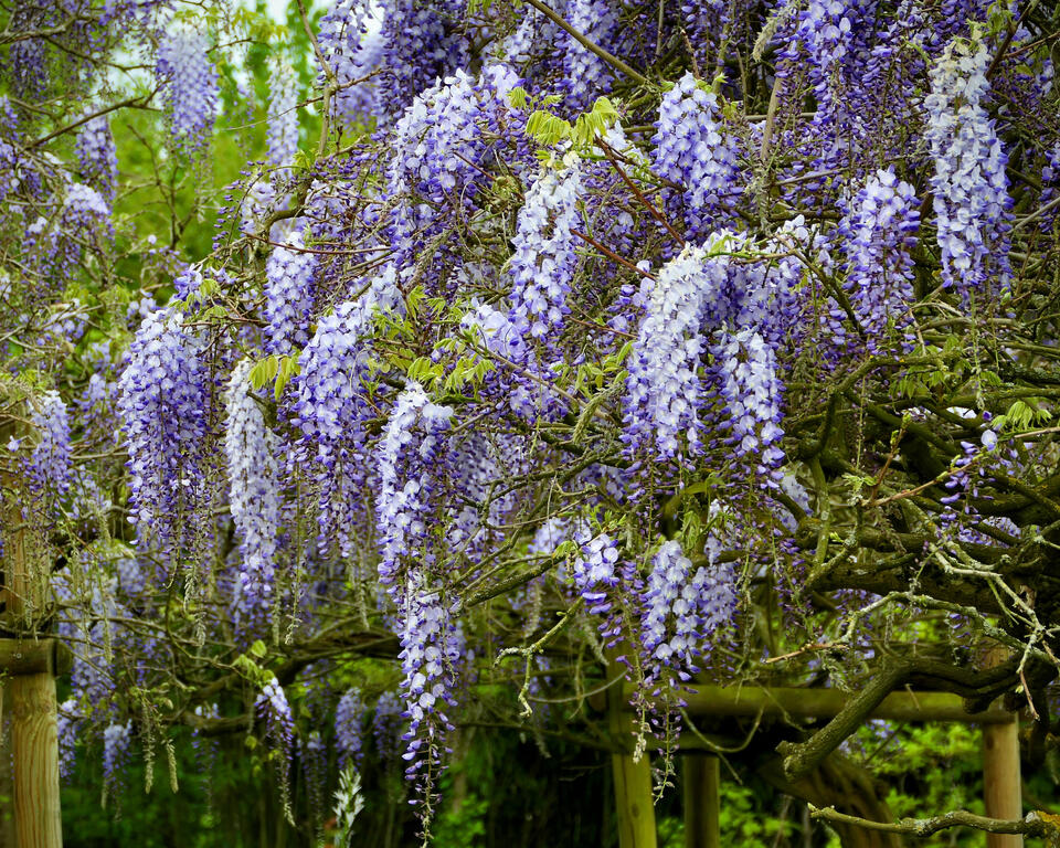 Don’t skip September pruning—your garden will thank you!