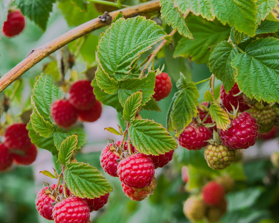 Don’t skip September pruning—your garden will thank you!