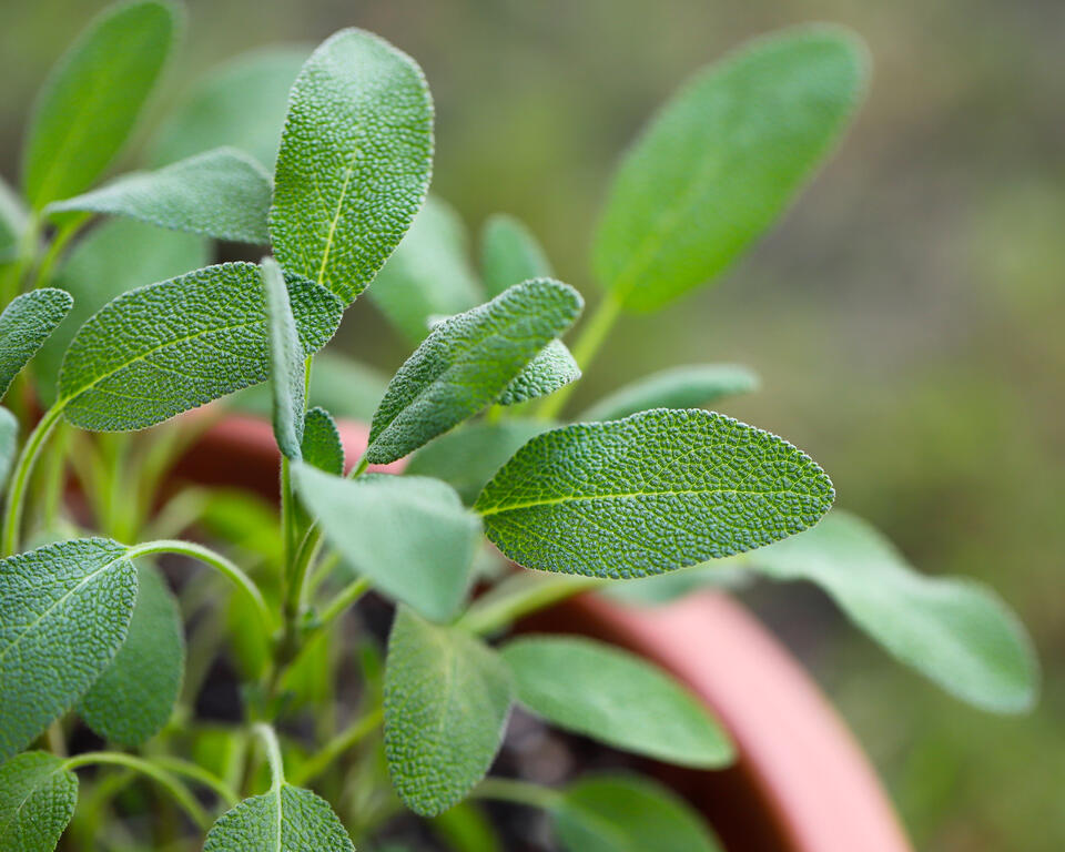 Don’t skip September pruning—your garden will thank you!