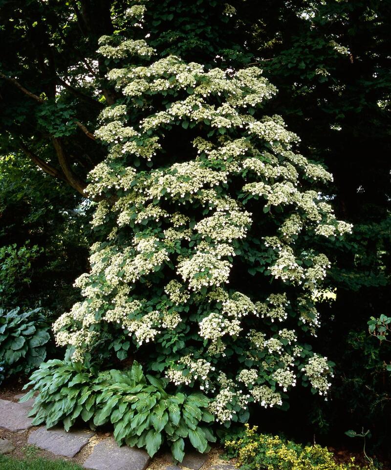 Don’t skip September pruning—your garden will thank you!