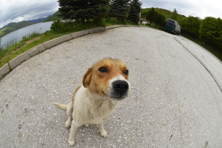 Stray Dog Picks Her Human—Cue the Tears
