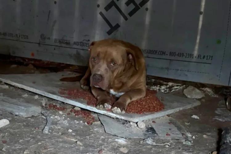 Texas neighbors save abandoned dog from heat
