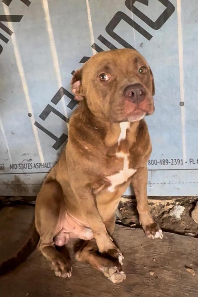 Texas neighbors save abandoned dog from heat